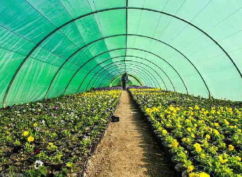 قیمت و خرید نایلون گلخانه سبز + فروش ارزان