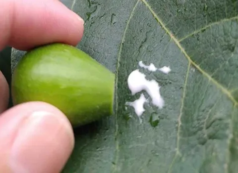 خرید عمده شیره انجیر سبز با بهترین شرایط