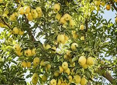 بهترین سیب درختی زرد + قیمت خرید عالی