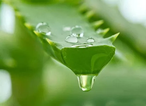 خرید و قیمت انواع گیاه دارویی روناس