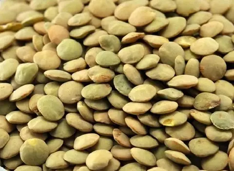 عدس درشت خارجی؛ بهبود عملکرد دستگاه گوارش 2 مدل سبز قهوه ای