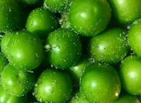 خرید عمده آلوچه ترش قرمز با بهترین شرایط