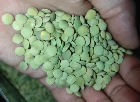 عدس سبز ریز | قیمت خرید عمده و فله