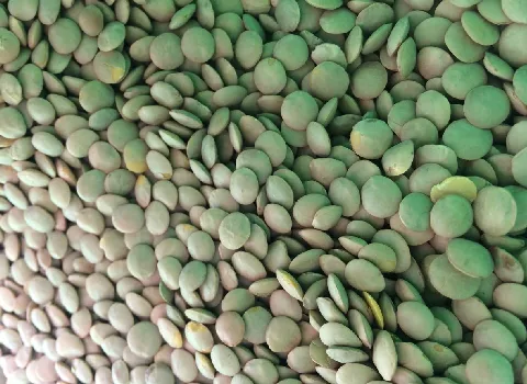 قیمت خرید عدس سبز از تولید به مصرف