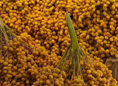 قیمت خرید خرما خارک تازه + مشخصات، عمده ارزان