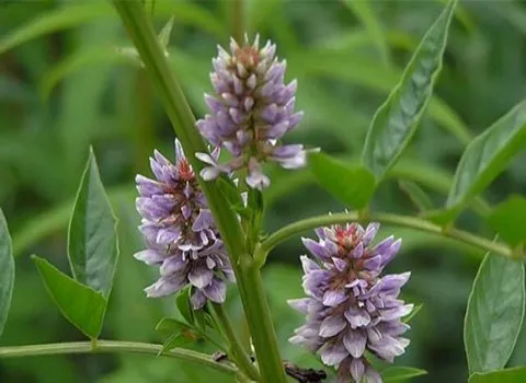 گیاه شیرین بیان ایرانی همراه با توضیحات کامل و آشنایی