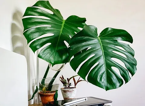 قیمت خرید گیاه برگ انجیری + عکس