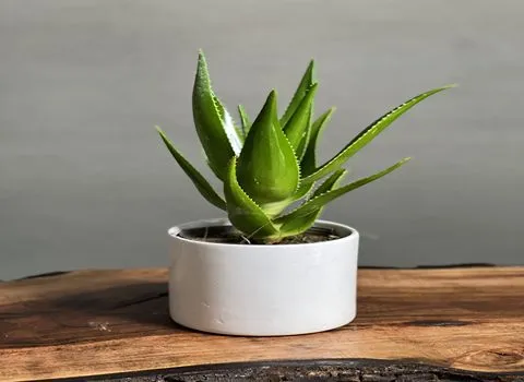 آموزش خرید گیاه آلوئه ورا شاخ بزی صفر تا صد