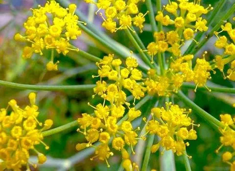 راهنمای خرید آنغوزه تند طبس با شرایط ویژه و قیمت استثنایی