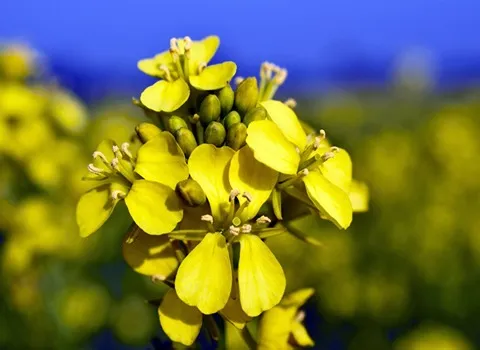 قیمت گیاه خردل + خرید و فروش عمده