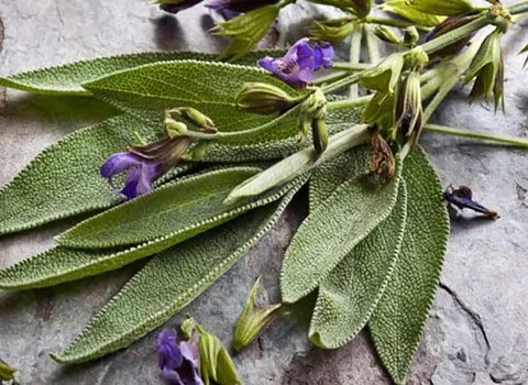 خرید و قیمت گیاه دارویی مریم گلی