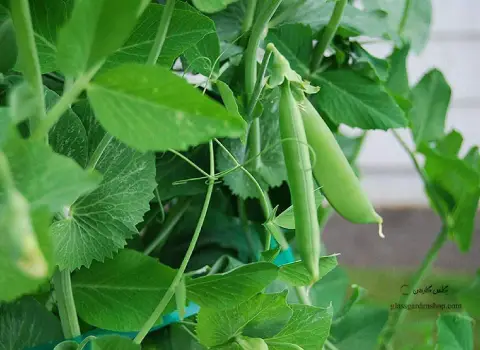 نخود سبز جوانه زده + قیمت خرید، کاربرد، مصارف و خواص