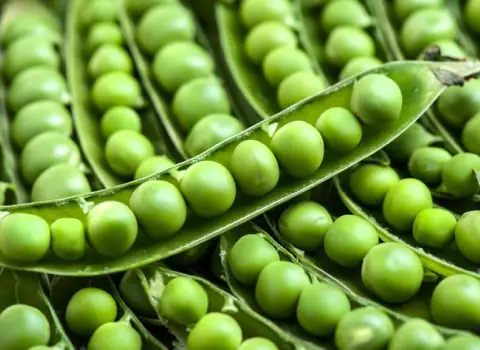 نخود سبز کیلویی Green Peas پا کوتاه پا بلند منبع آهن فسفر