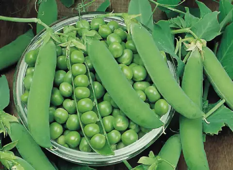 نخود سبز در بازار؛ خام پخته کنسرو شده حاوی پروتئین گیاهی