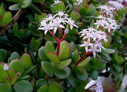 خرید و لیست قیمت گیاه خرفه با بهترین کیفیت