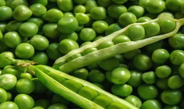 نخود سبز محلی؛ تازه کنسروی پروتئین کلسیم فیبر طبع (سرد)