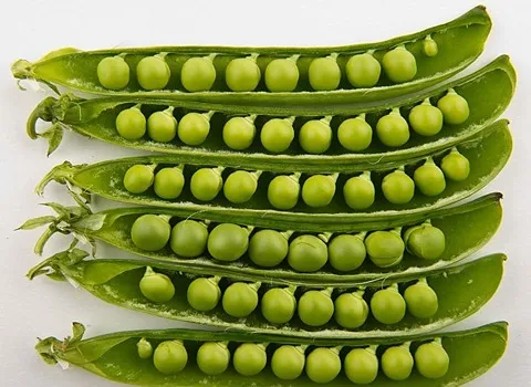 راهنمای خرید نخود فرنگی شمال + قیمت عالی