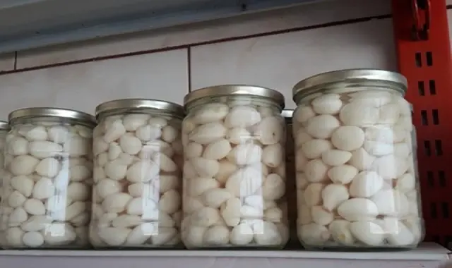 سیر ترشی صدفی همراه با توضیحات کامل و آشنایی