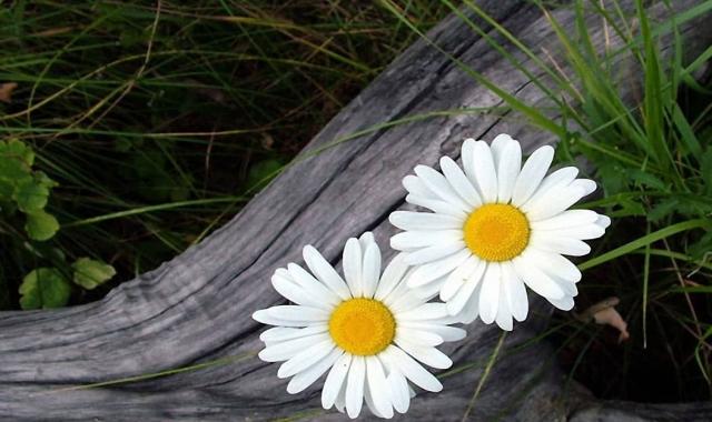 خرید گل بابونه کوهی + قیمت عالی