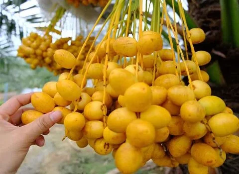 خرید و قیمت روز خرما خارک خشک