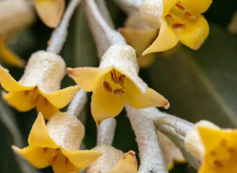 خرید بهترین انواع گل سنجد با قیمت ارزان