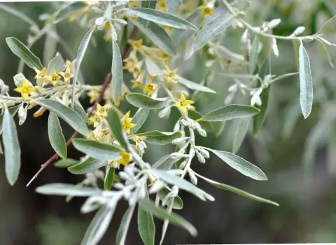 خرید انواع گل سنجد با بهترین قیمت