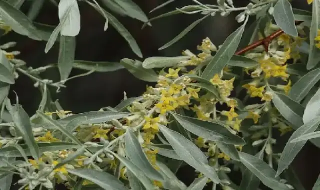 خرید جدیدترین انواع سنجد خرمایی با قیمت مناسب