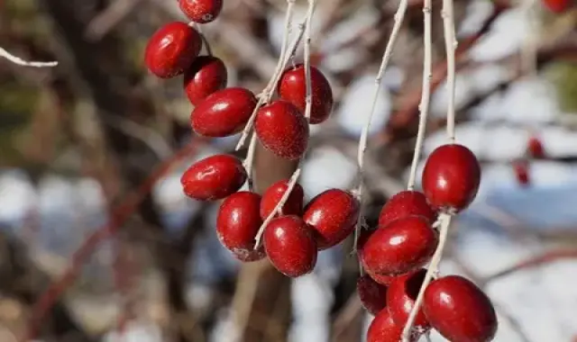 سنجد خرمایی چیست؟ + قیمت خرید سنجد خرمایی