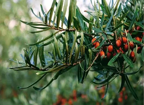 خرید باکیفیت ترین انواع سنجد با قیمت ارزان