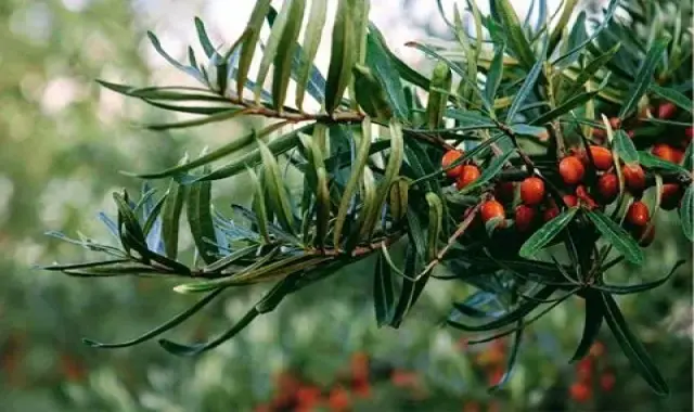 خرید باکیفیت ترین انواع سنجد با قیمت ارزان