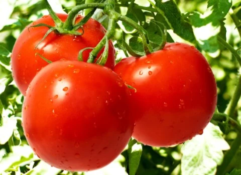 گوجه فرنگی شاهرود؛ گوشتی آب دار سفت 2 سایز ریز درشت