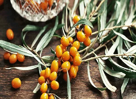 قیمت خرید سنجد خرمایی  + فروش در تجارت و صادرات