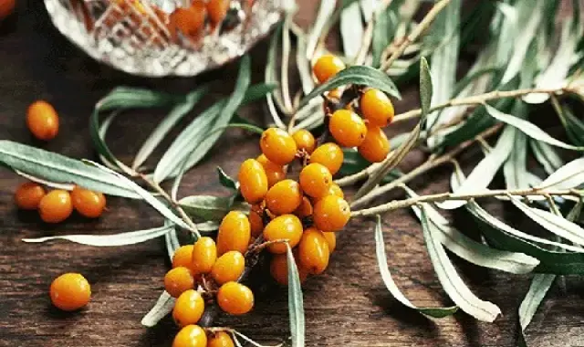 قیمت خرید سنجد خرمایی  + فروش در تجارت و صادرات