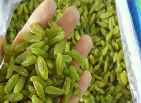 کشمش کاشمری سبز همراه با توضیحات کامل و آشنایی