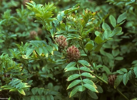 آموزش خرید گیاه شیرین بیان ایرانی صفر تا صد