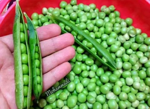 خرید و قیمت روز نخود سبز کرمانشاه