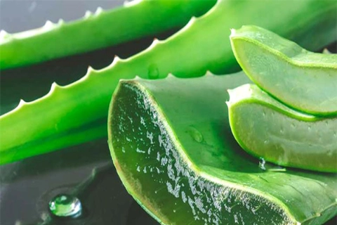 گیاه آلوئه ورا خوراکی آشنایی صفر تا صد قیمت خرید عمده