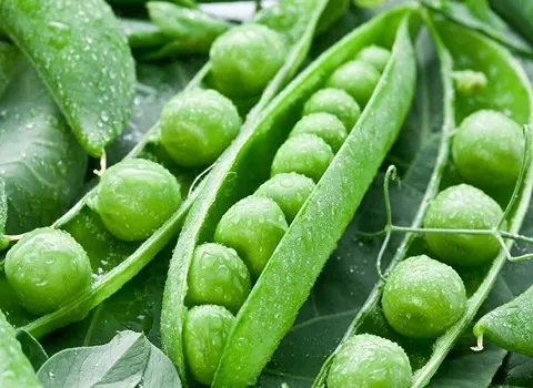 بهترین نخود سبز کدام است؟ + مقایسه کامل | قیمت عالی