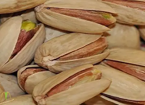 پسته فندقی خندان همراه با توضیحات کامل و آشنایی