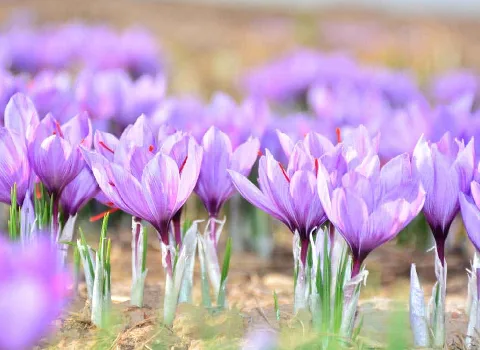 آموزش خرید زعفران کوهی کرمانشاه صفر تا صد