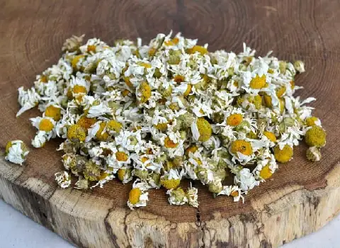 گیاه بابونه خشک شده صفر تا صد قیمت خرید عمده