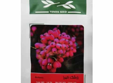 بذر زرشک بی دانه؛ ترش طبع سرد بازدهی بالا