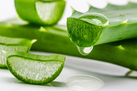 گیاه آلوئه ورا ابلق آشنایی صفر تا صد قیمت خرید عمده