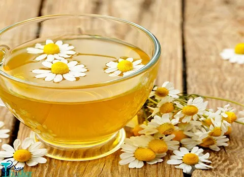 مشخصات گیاه گل بابونه و نحوه خرید عمده