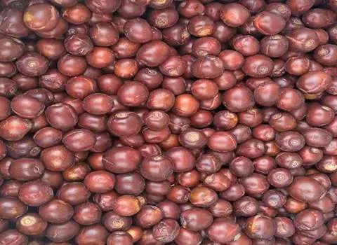 پاسخی جامع به این سوال که دمنوش عناب برای چی خوبه