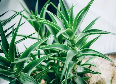 مشخصات گیاه آلوئه ورا اصل و نحوه خرید عمده