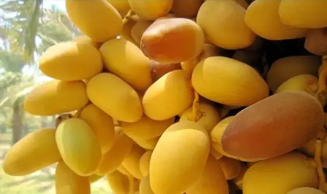 آموزش خرید خرما هلیله عمده ارزان قیمت