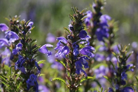 آموزش خرید گیاه دارویی بادرنجبویه صفر تا صد