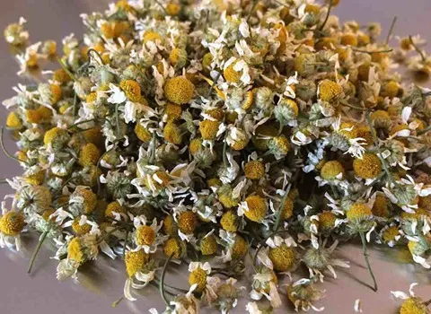 راهنمای خرید گل بابونه ایرانی با شرایط ویژه و قیمت استثنایی