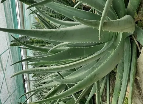 قیمت خرید عمده برگ آلوئه ورا ارگانیک درجه 1 ارزان و مناسب